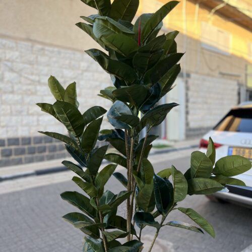 פיקוס כינורי 1.8