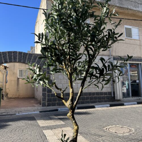 עץ זית גובה 2 מטר