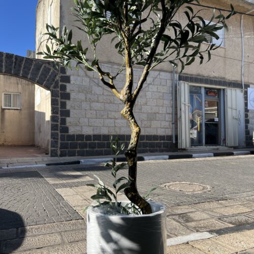 עץ זית גובה 2 מטר