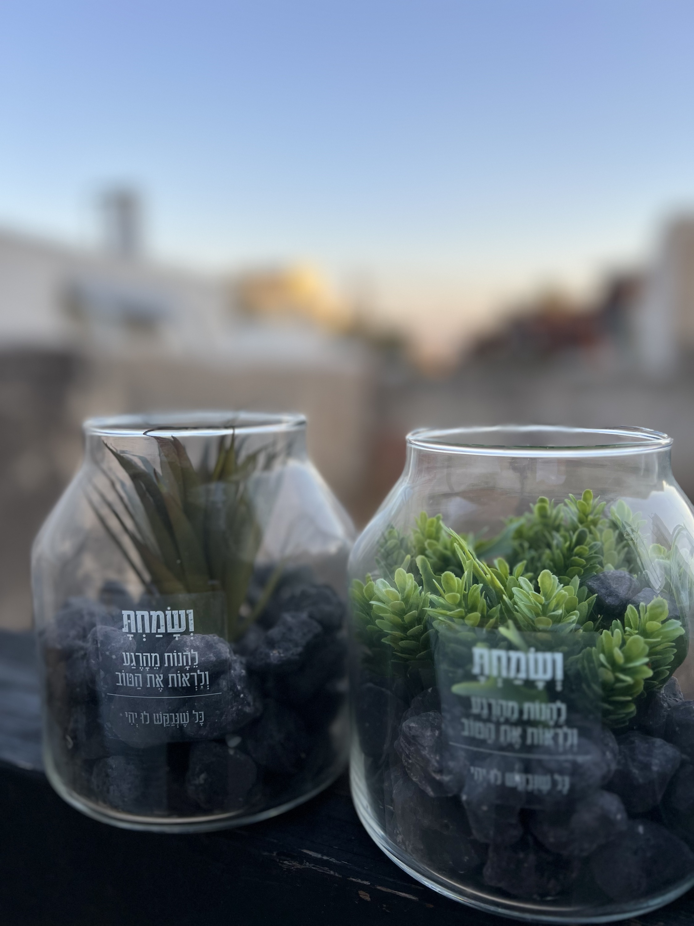צמח בתוך זכוכית – תמונה 3