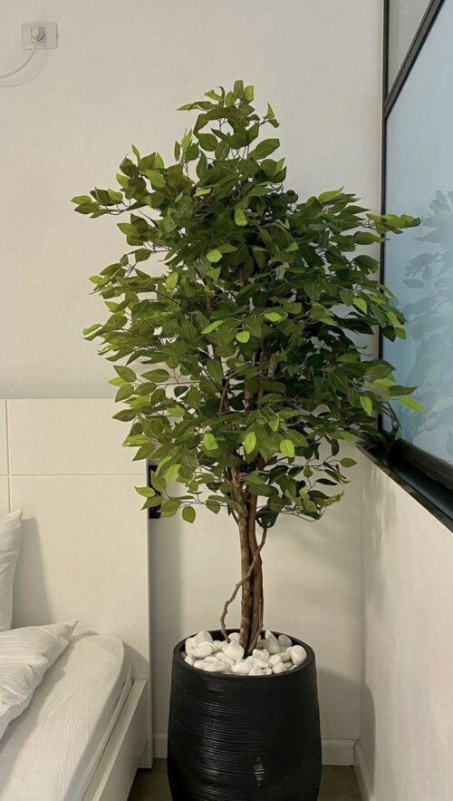 ⁦עץ פיקוס מלאכותי⁩ – תמונה ⁦2⁩