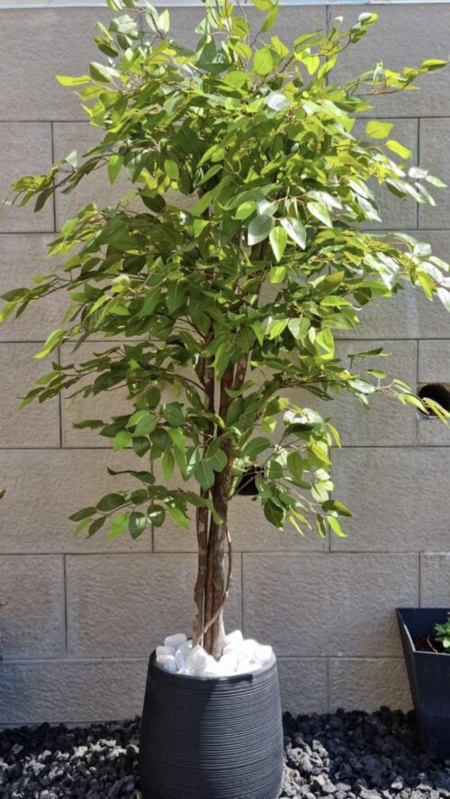⁦עץ פיקוס מלאכותי⁩ – תמונה ⁦3⁩